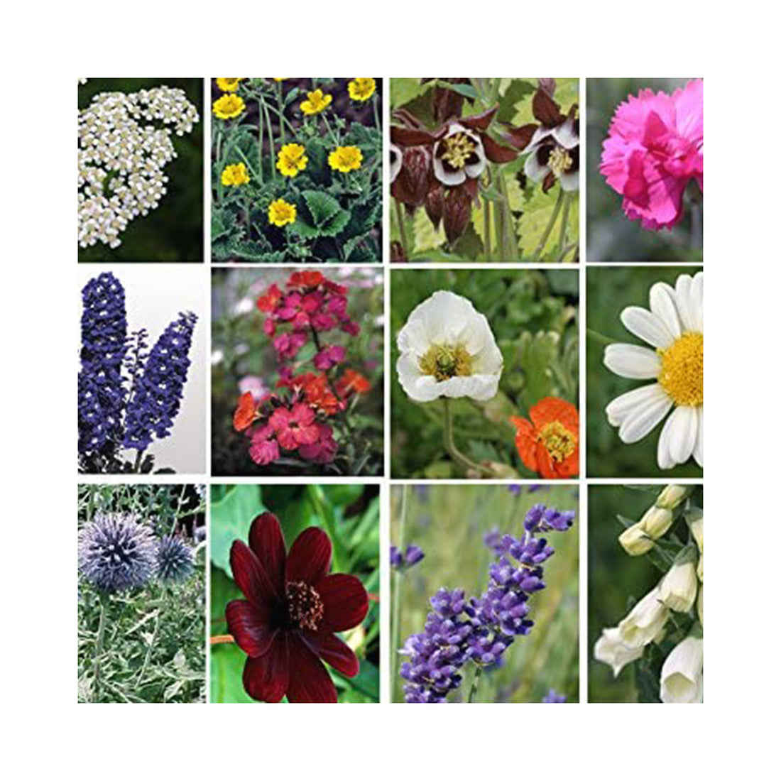 6 Pack of Hardy Perennial Cottage Garden Plants. Each Variety Labelled.