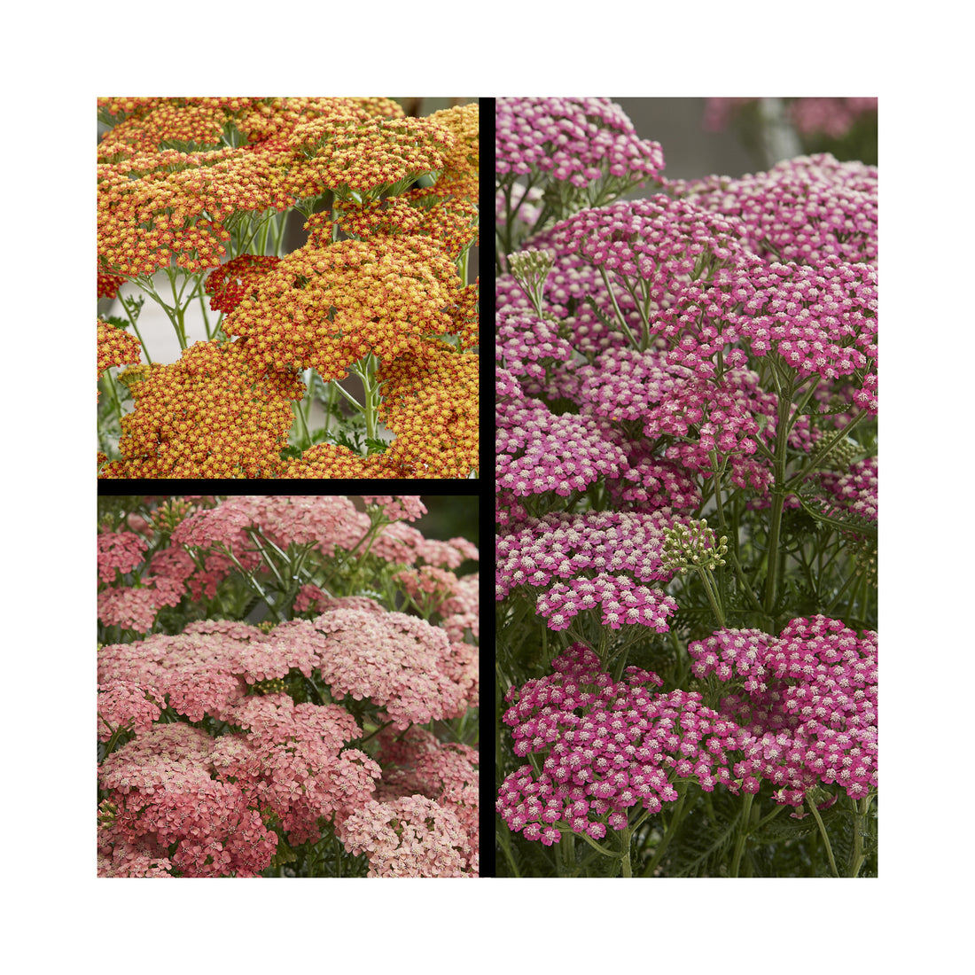 Achillea Collection - Newlands Platinum Jubilee 3 Established Pots