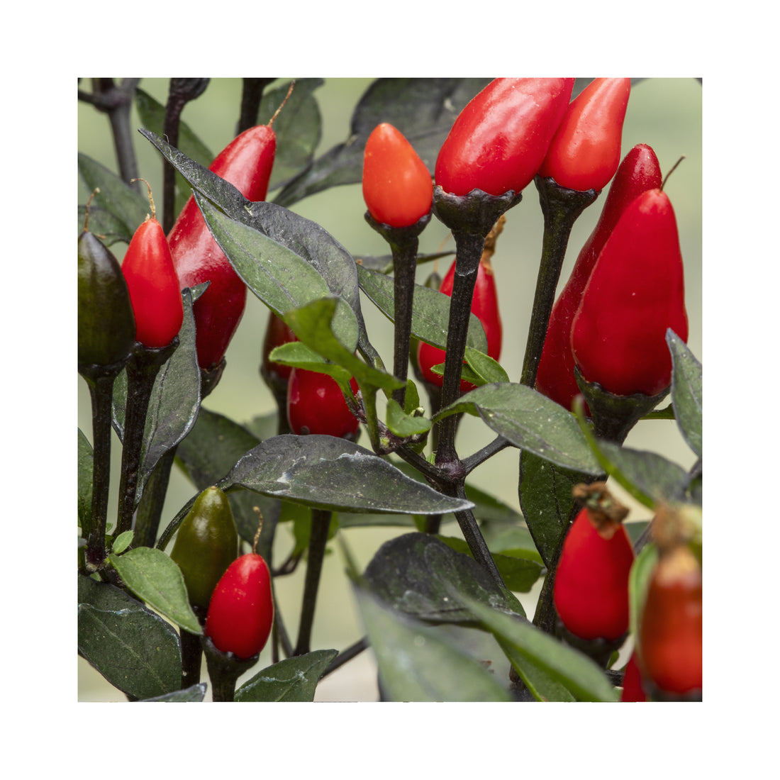 Petunia Crazytunia Collection