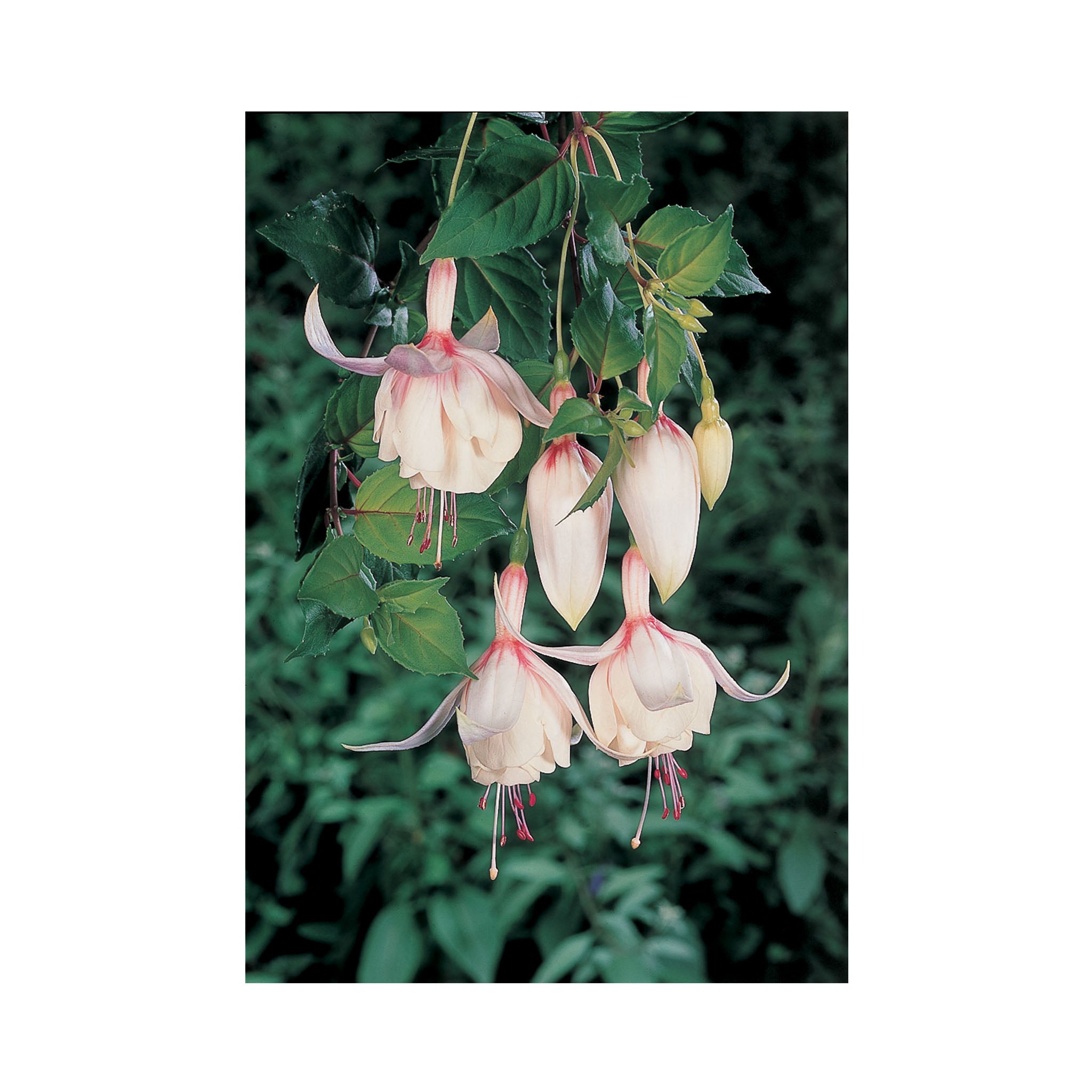 Hardy Fuchsia Annabell