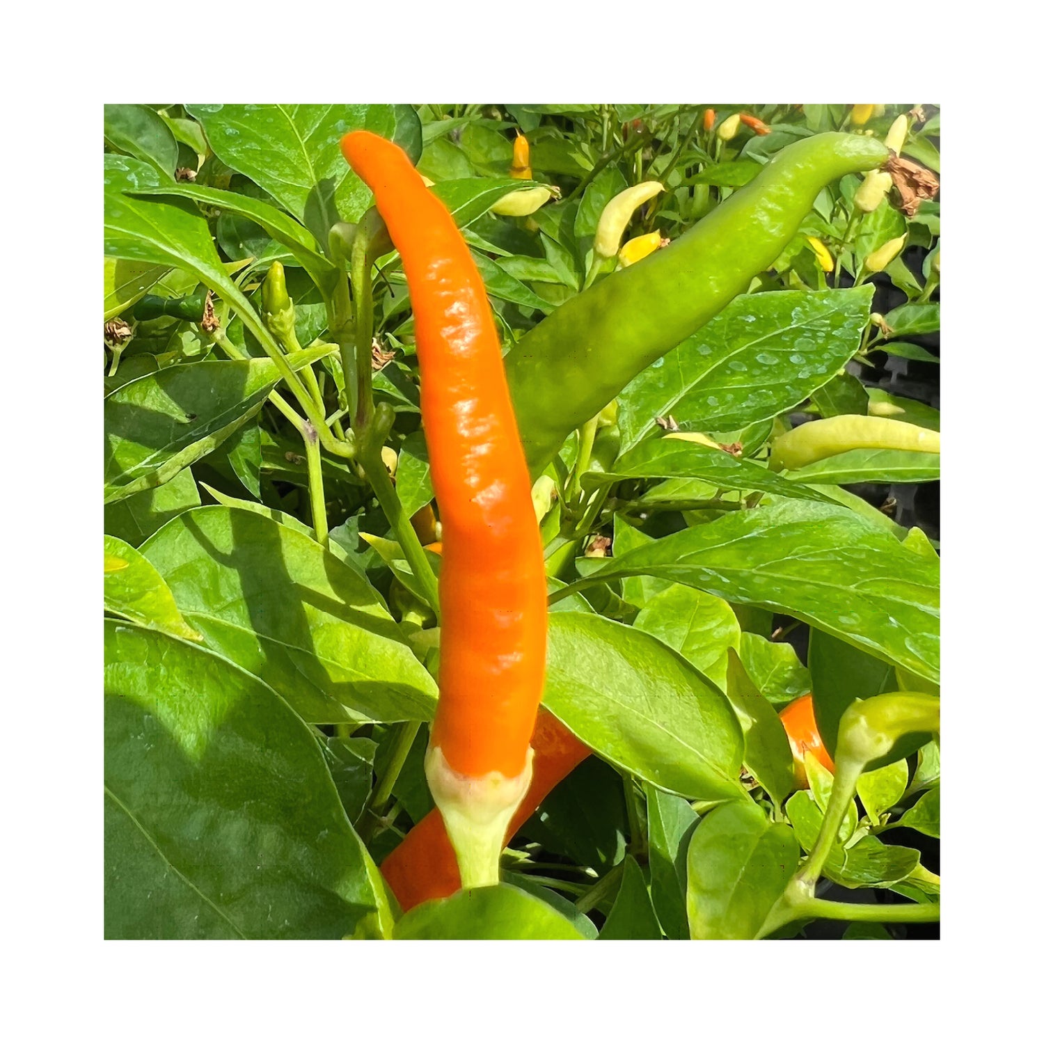 Chilli De Arbol Orange Plant