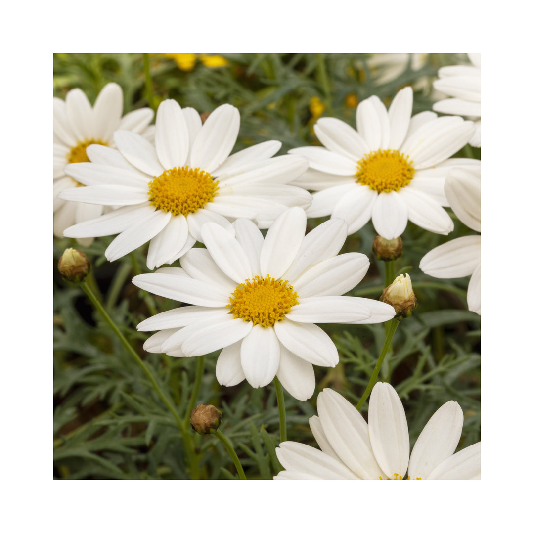 Argyranthemum Collection