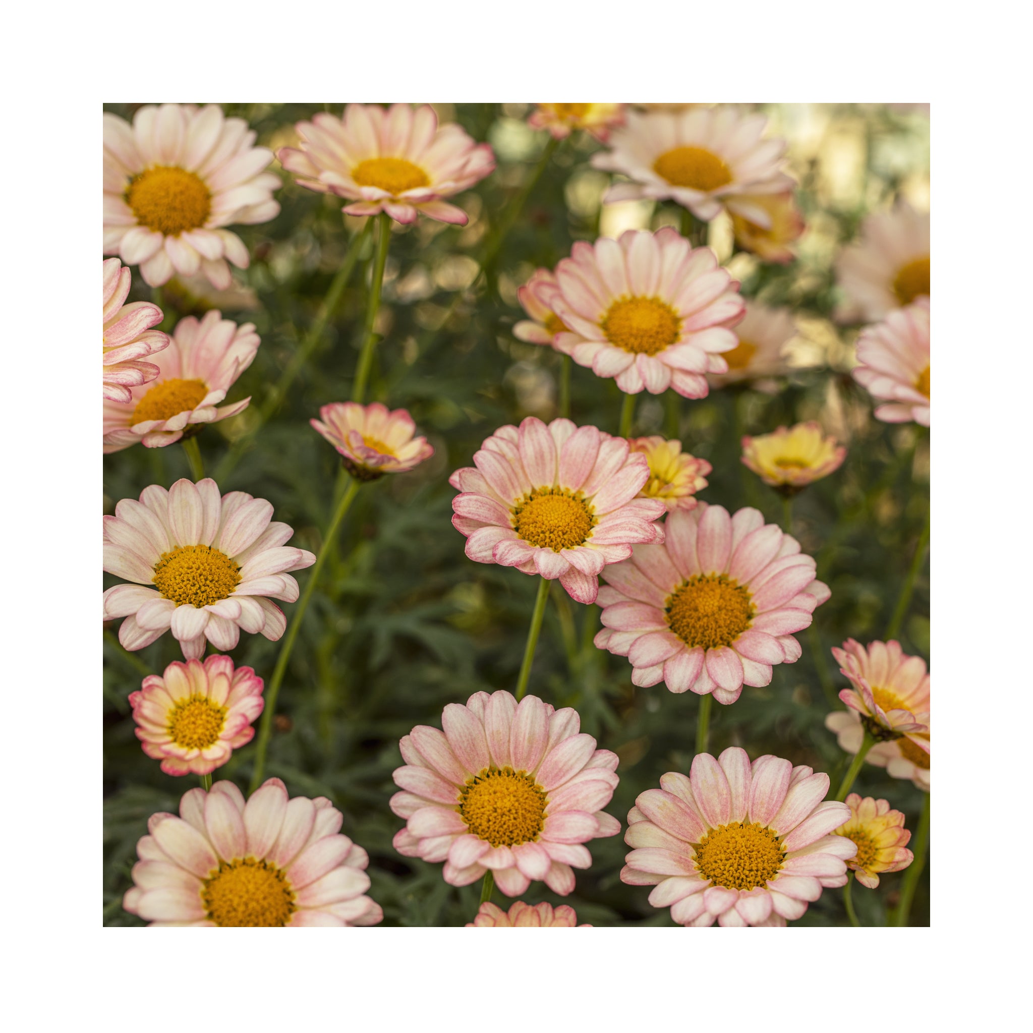 Subtle pink and white daisy flowers of a Marguerite plant.