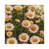 Subtle pink and white daisy flowers of a Marguerite plant.