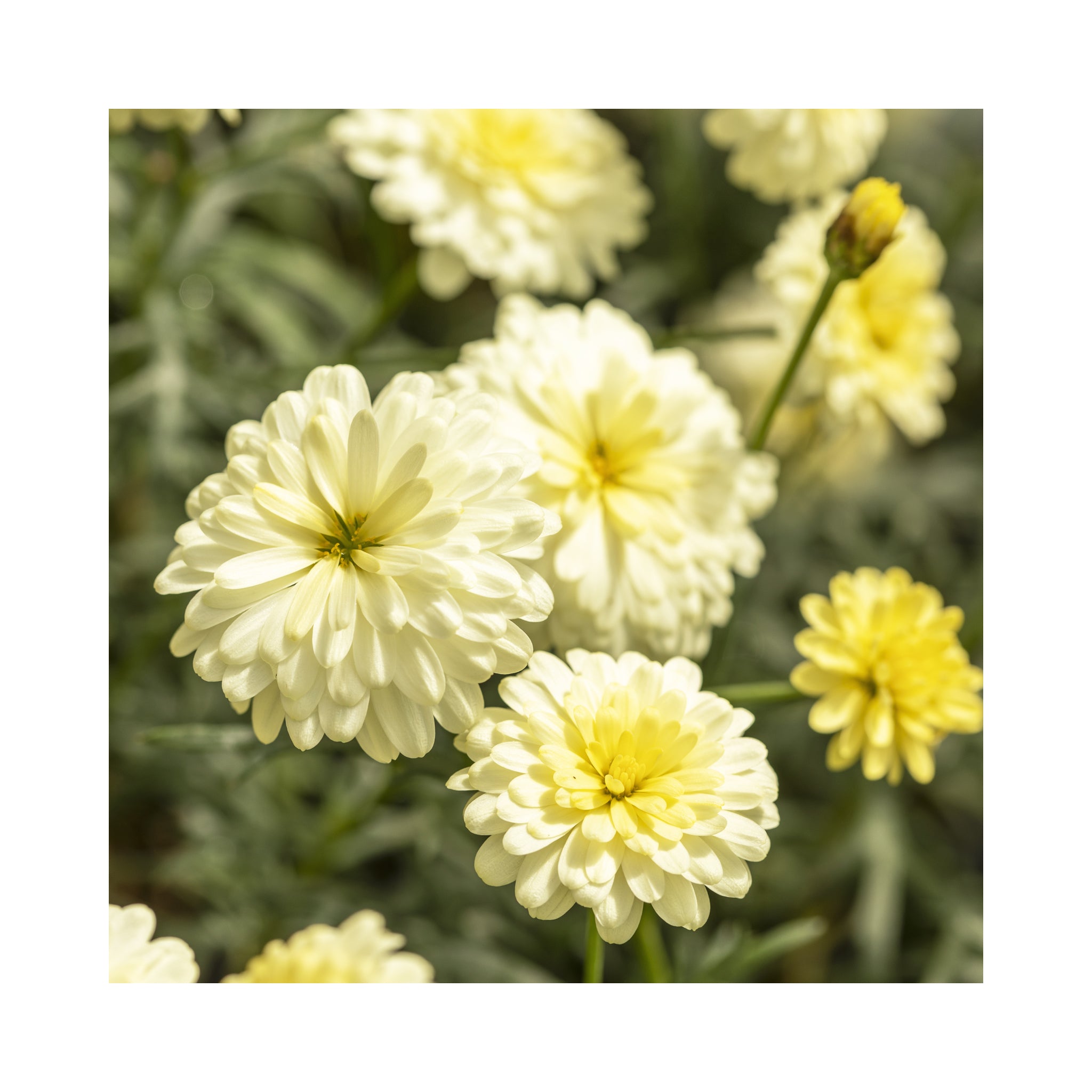 Cream Vanilla double daisy flowers with a light yellow in the centre