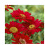 Deep red blooms of Marguerite daisy with bright yellow centre