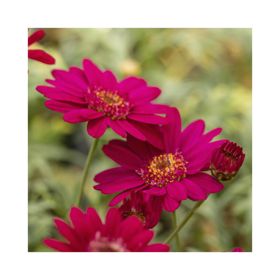 Deep Burgundy Red daisy blooms with a slight yellow centre