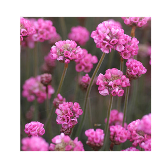 6 Pack of Hardy Perennial Cottage Garden Plants. Each Variety Labelled.