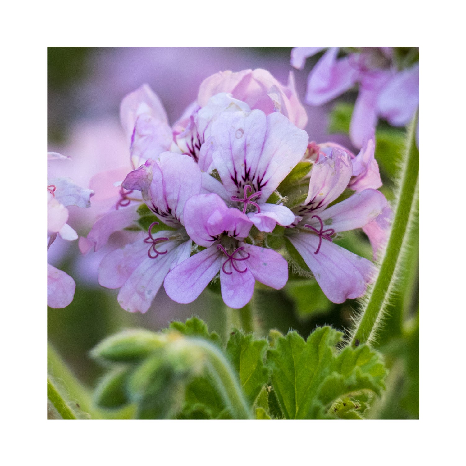 Scented Geranium Collection, 6 Plants in 9cm pots - Stunning Flowers with Scented Foliage