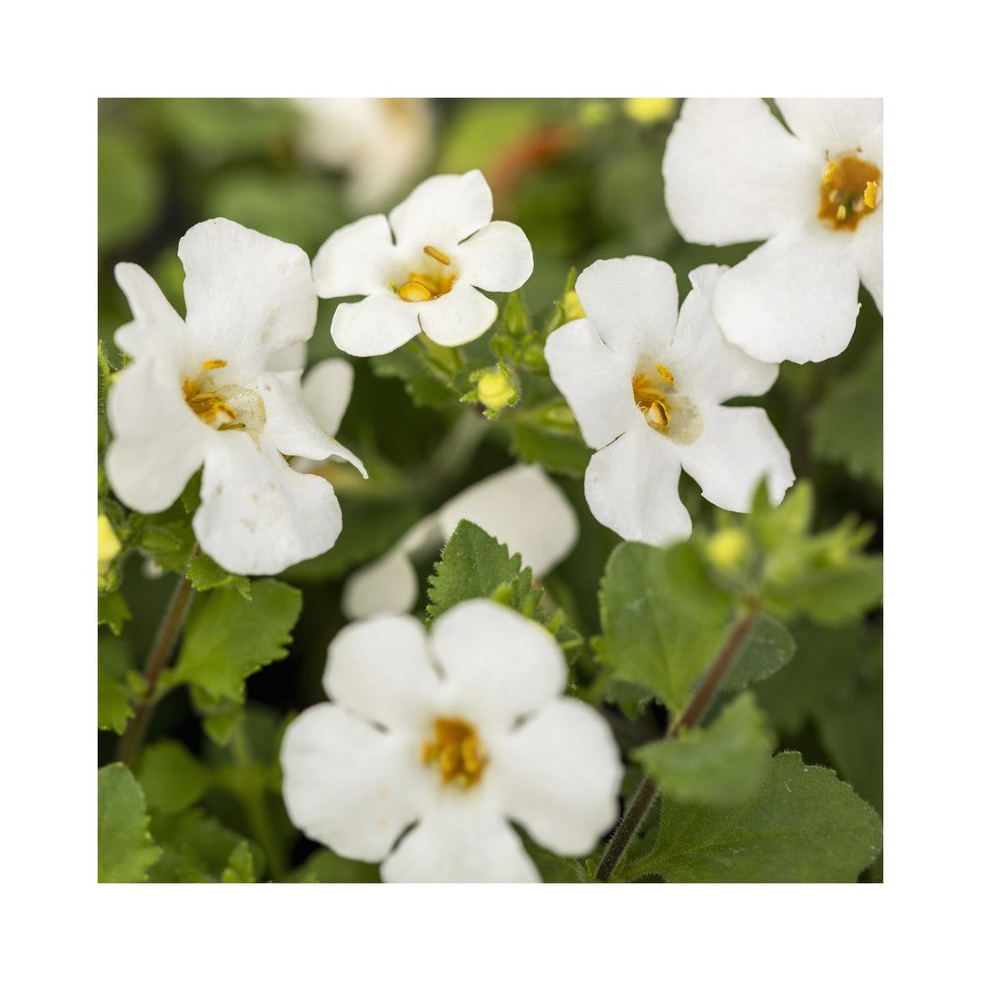 Hanging basket summer collection plug plants, 24 plug plants *Amazing value*