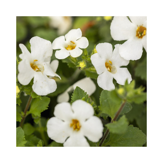 Hanging basket summer collection plug plants, 24 plug plants *Amazing value*
