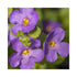 Mauve blue flowers of Sutera plant with five petals and a soft yellow centre