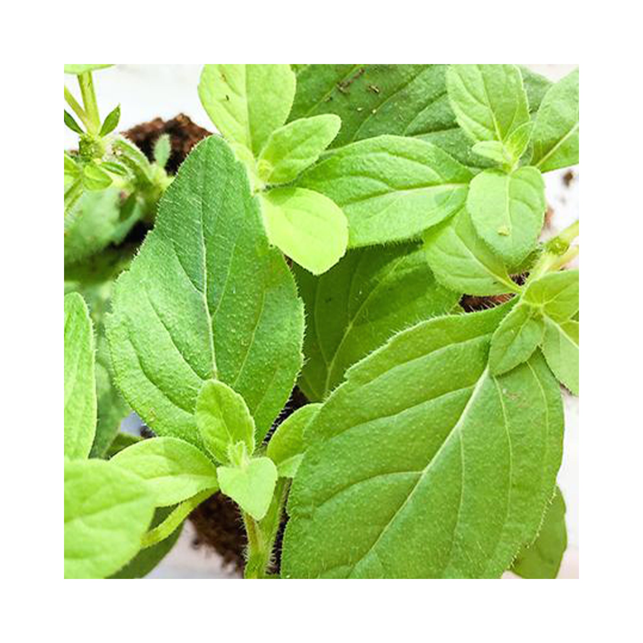 Mint ultimate starter plant Collection 12 different varieties