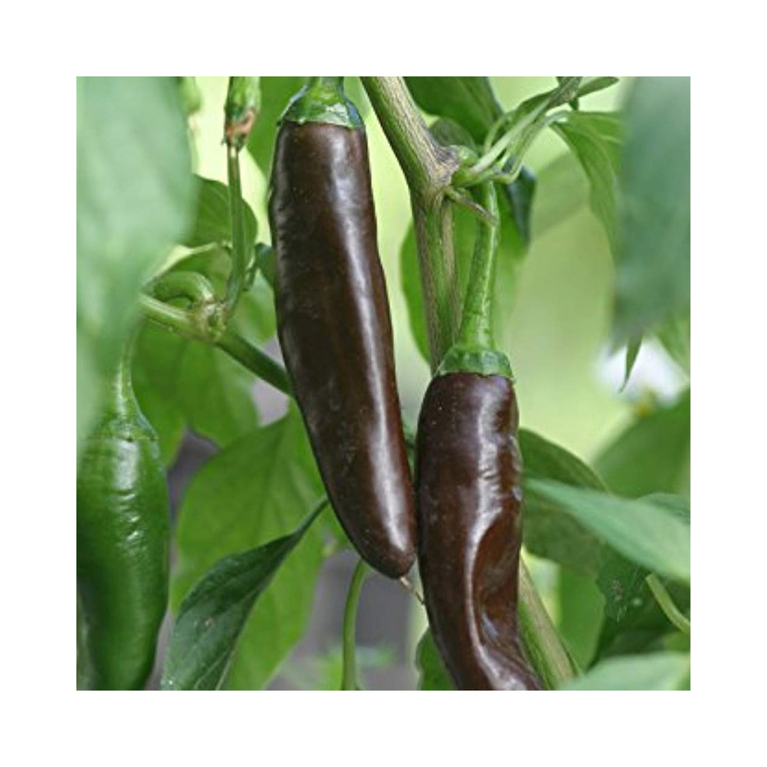 Chilli Barbers Coffee Brown Plant