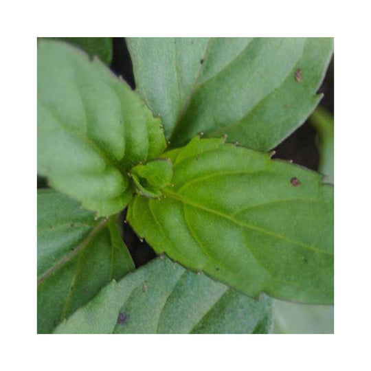 Basil Mint