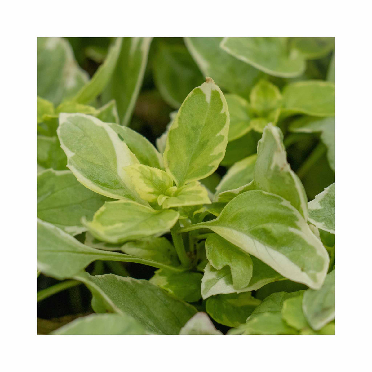 Keystone Spring Basil Basil Basil 'Crimson King' Seeds | Thompson & Morgan