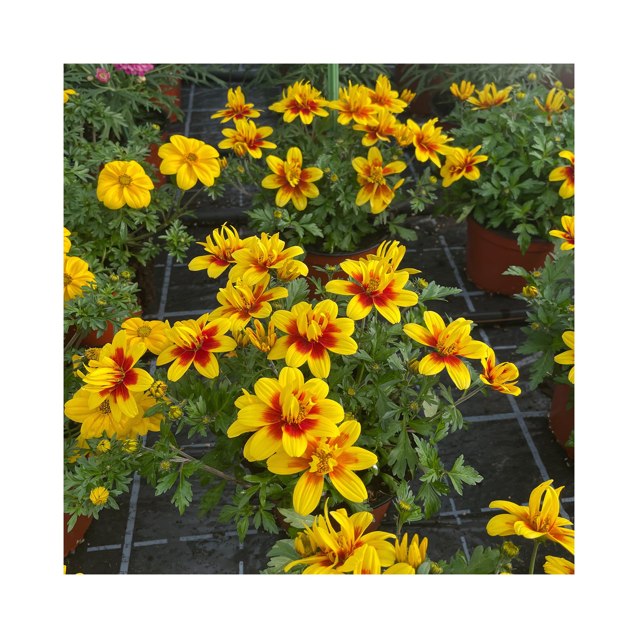 Double flowering daisy like summer bedding plant. Bright yellow outer with red centre 