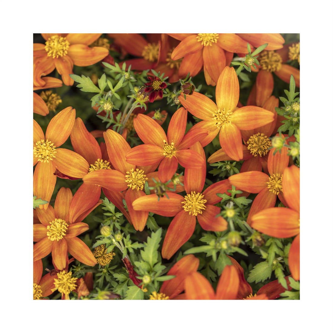 Burnt orange summer flowering bedding plant with deep green leaves