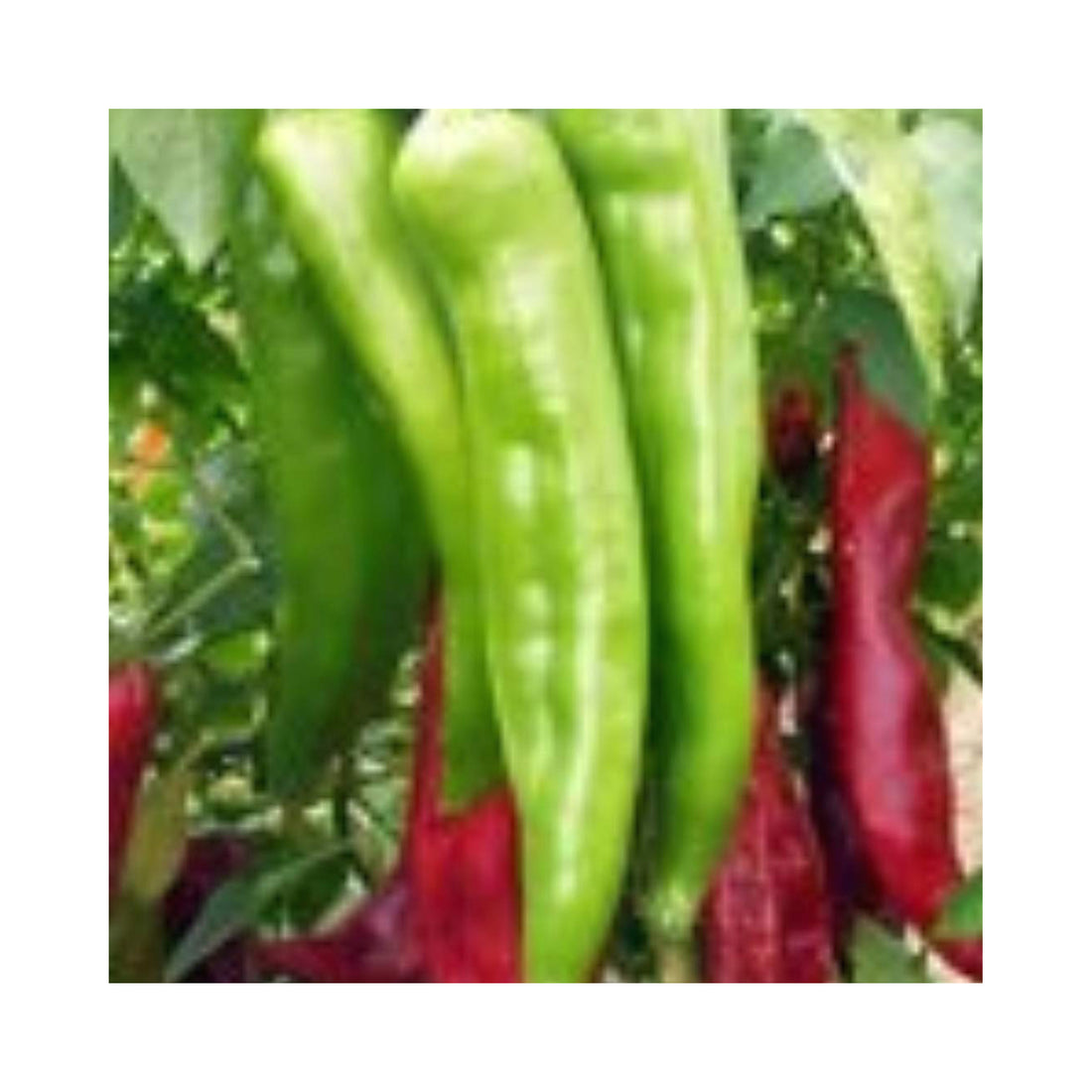 Chilli Big Jim Plant
