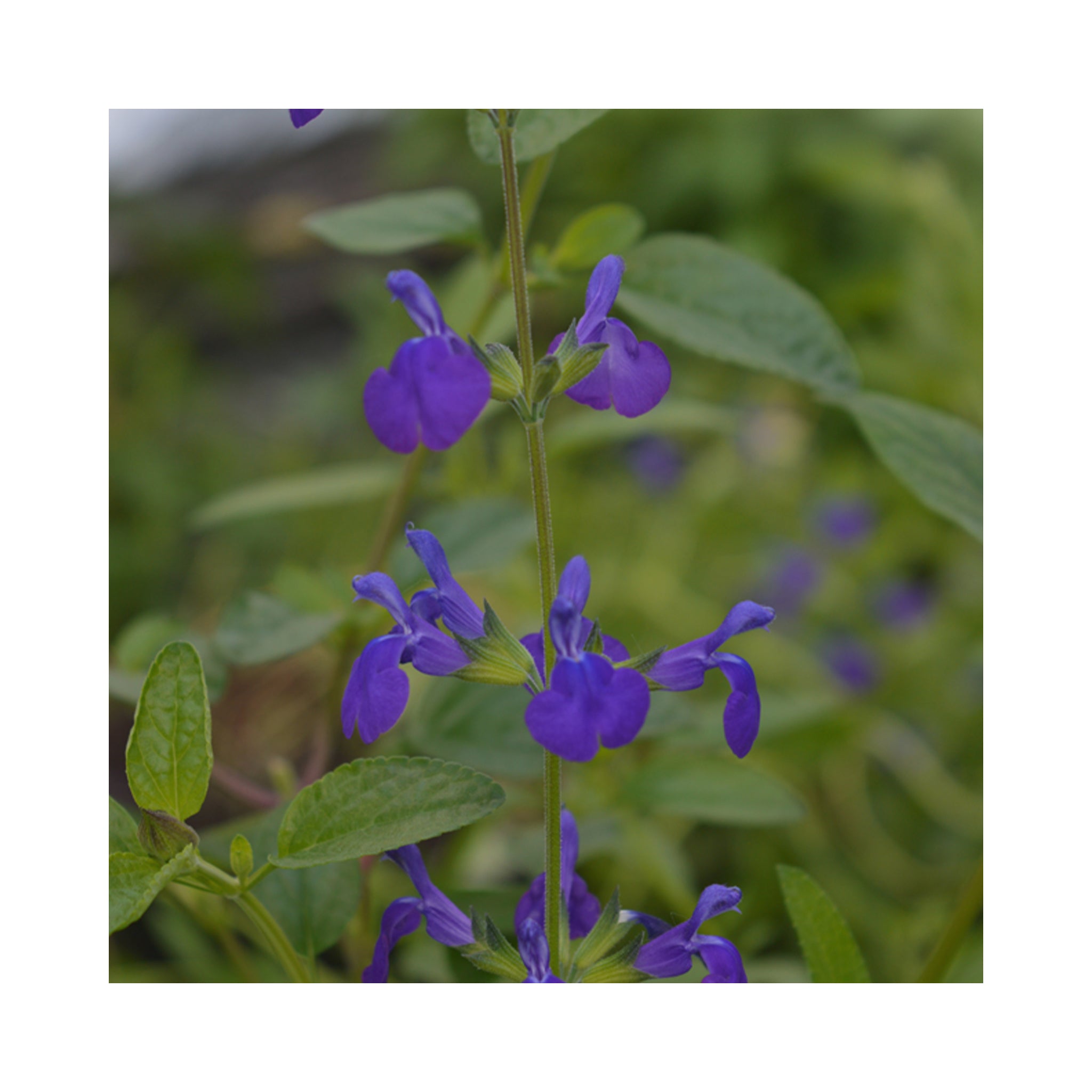 Salvia Blue Monrovia