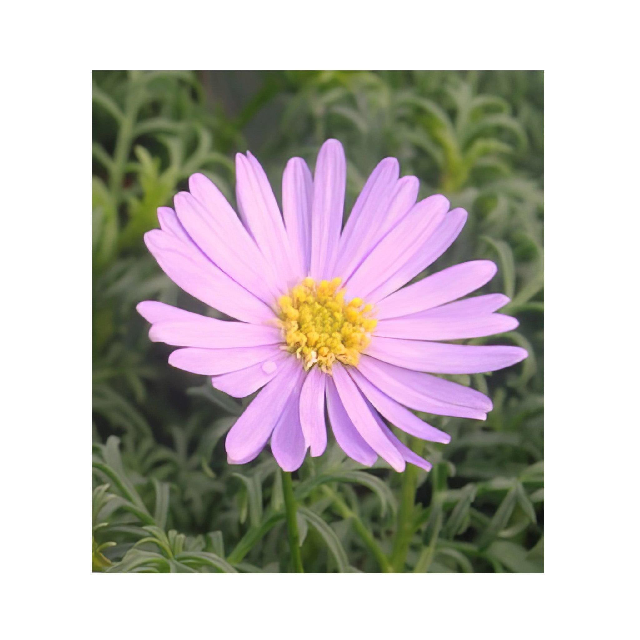 Pale mauve flower on a mid green plant