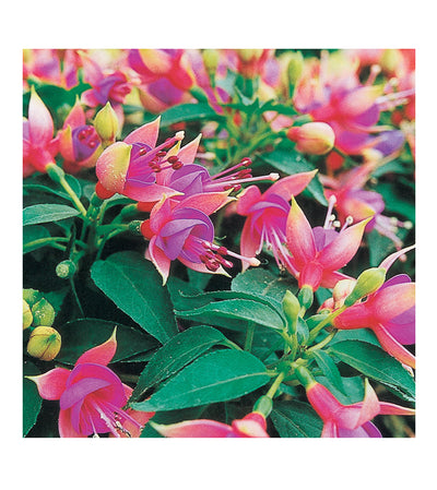 10 Mixed Bush/Upright Fuchsia Plug Plants - Stunning Fuchsia Collection