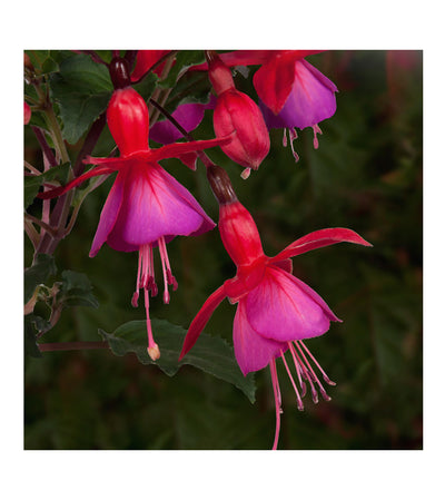 10 Mixed Bush/Upright Fuchsia Plug Plants - Stunning Fuchsia Collection
