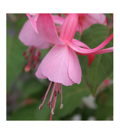 10 Mixed Bush/Upright Fuchsia Plug Plants - Stunning Fuchsia Collection