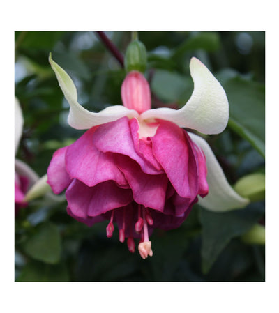 10 Mixed Bush/Upright Fuchsia Plug Plants - Stunning Fuchsia Collection