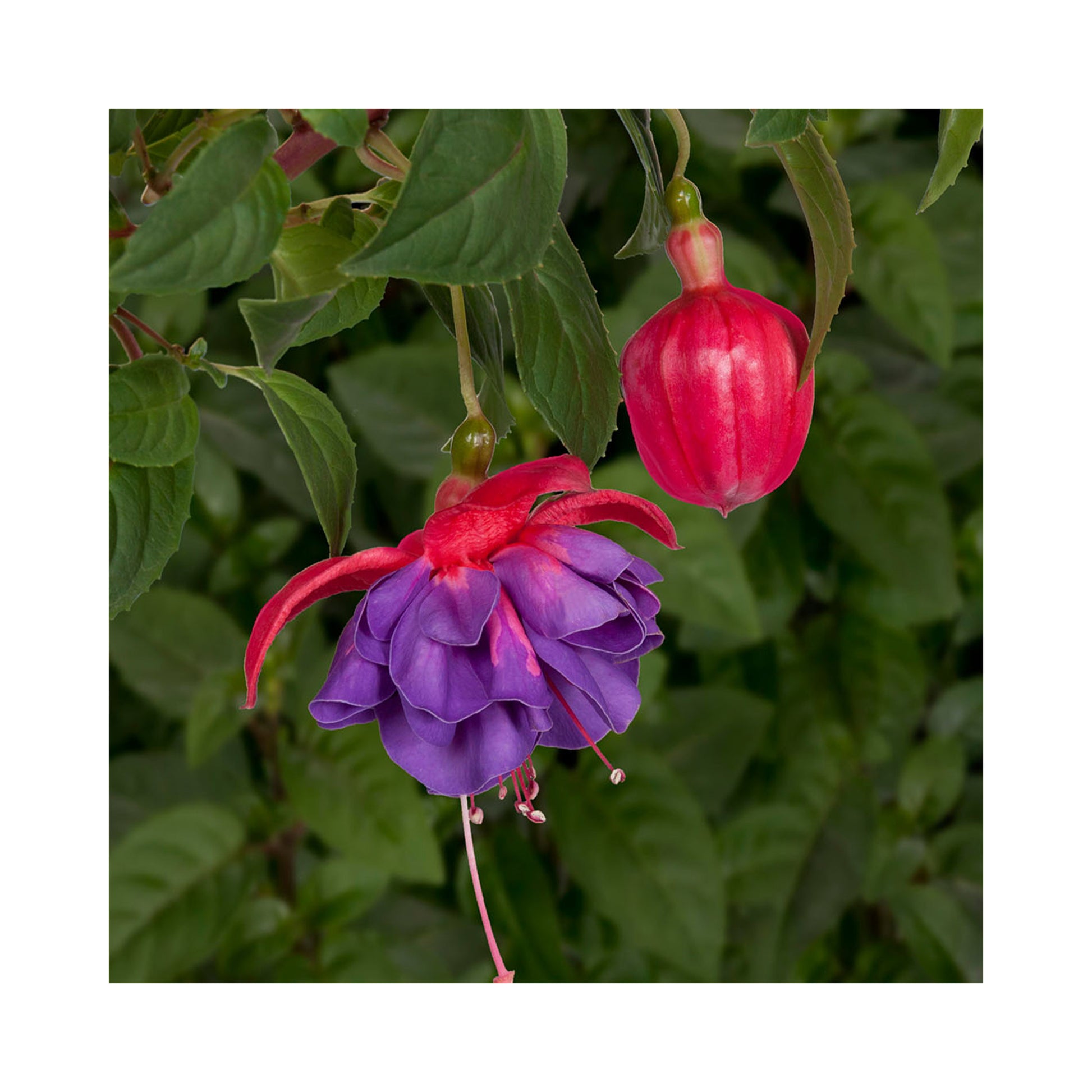 10 Mixed Bush/Upright Fuchsia Plug Plants - Stunning Fuchsia Collection