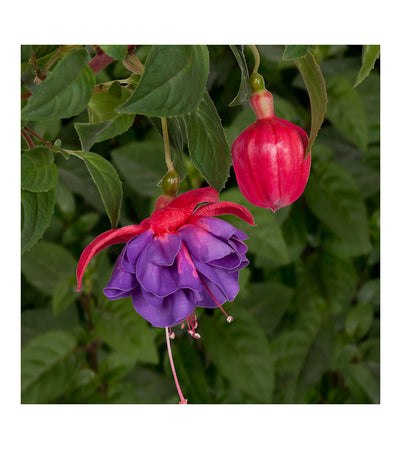 10 Mixed Bush/Upright Fuchsia Plug Plants - Stunning Fuchsia Collection