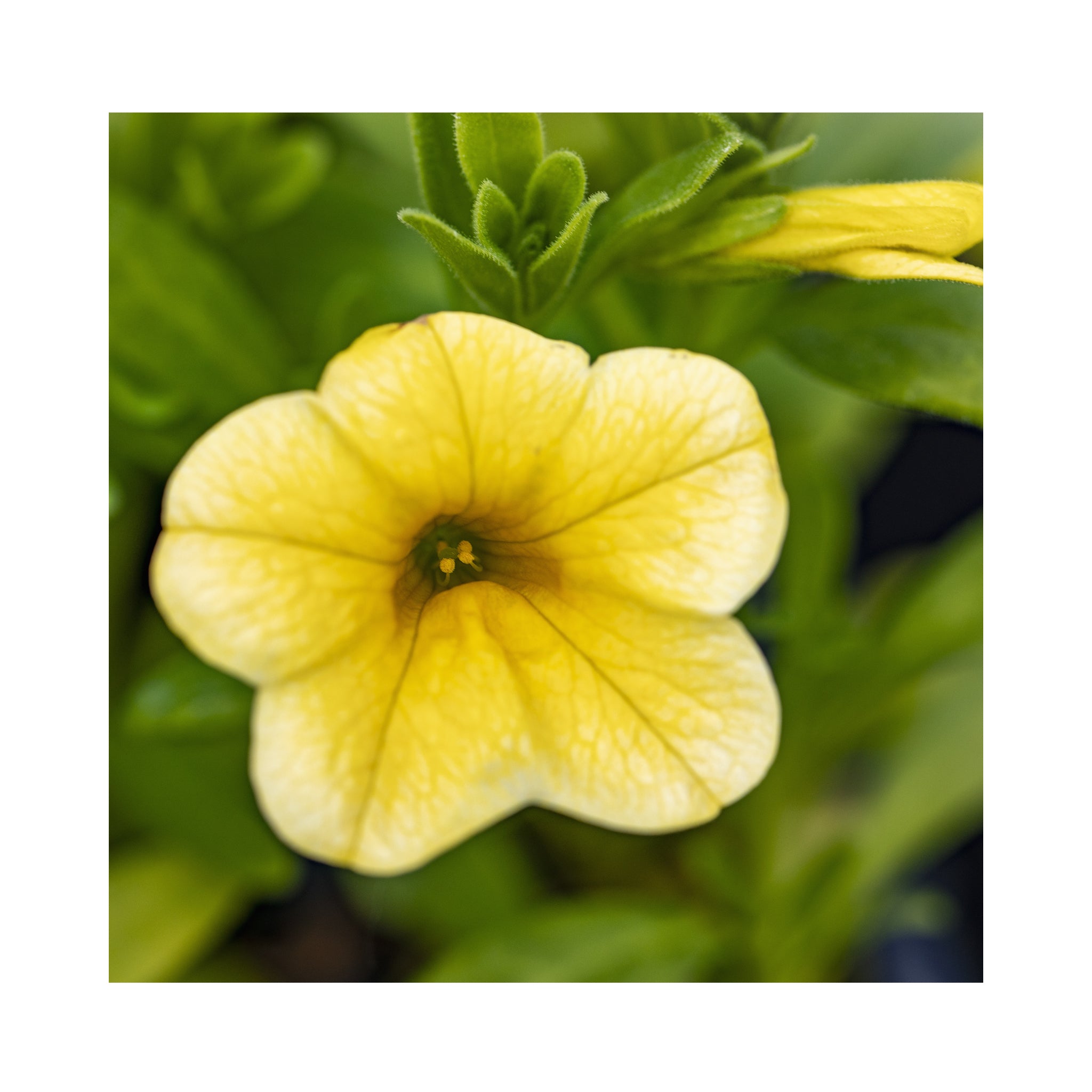 10 Mixed Calibrachoa  Starter Plants Summer Collection
