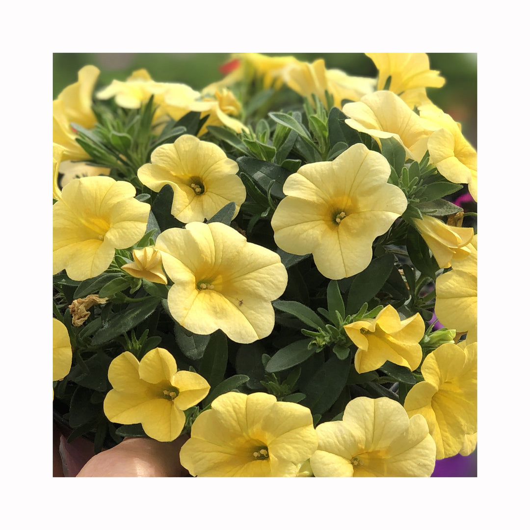 Hanging basket summer collection plug plants, 10 plug plants *Amazing value*