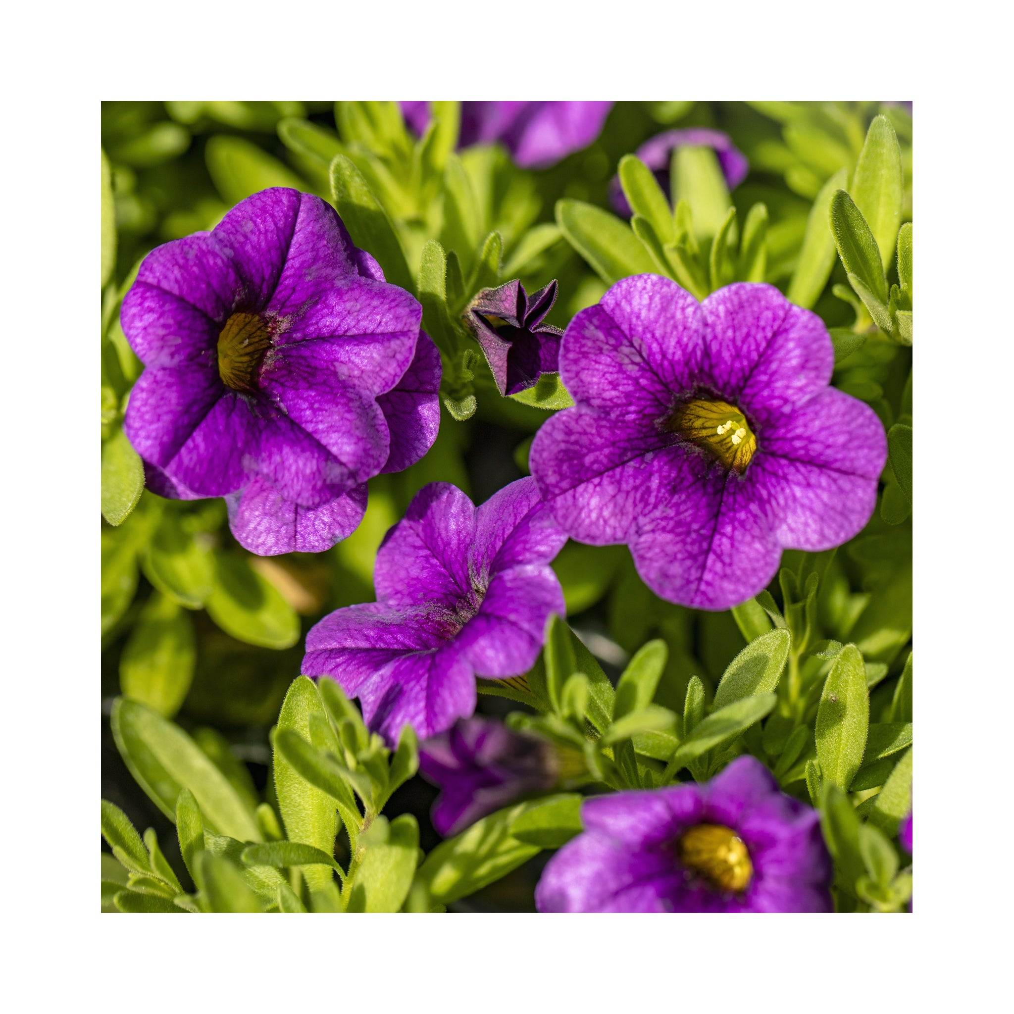 10 Mixed Calibrachoa  Starter Plants Summer Collection