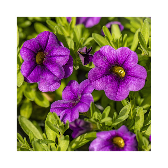 Calibrachoa Collection