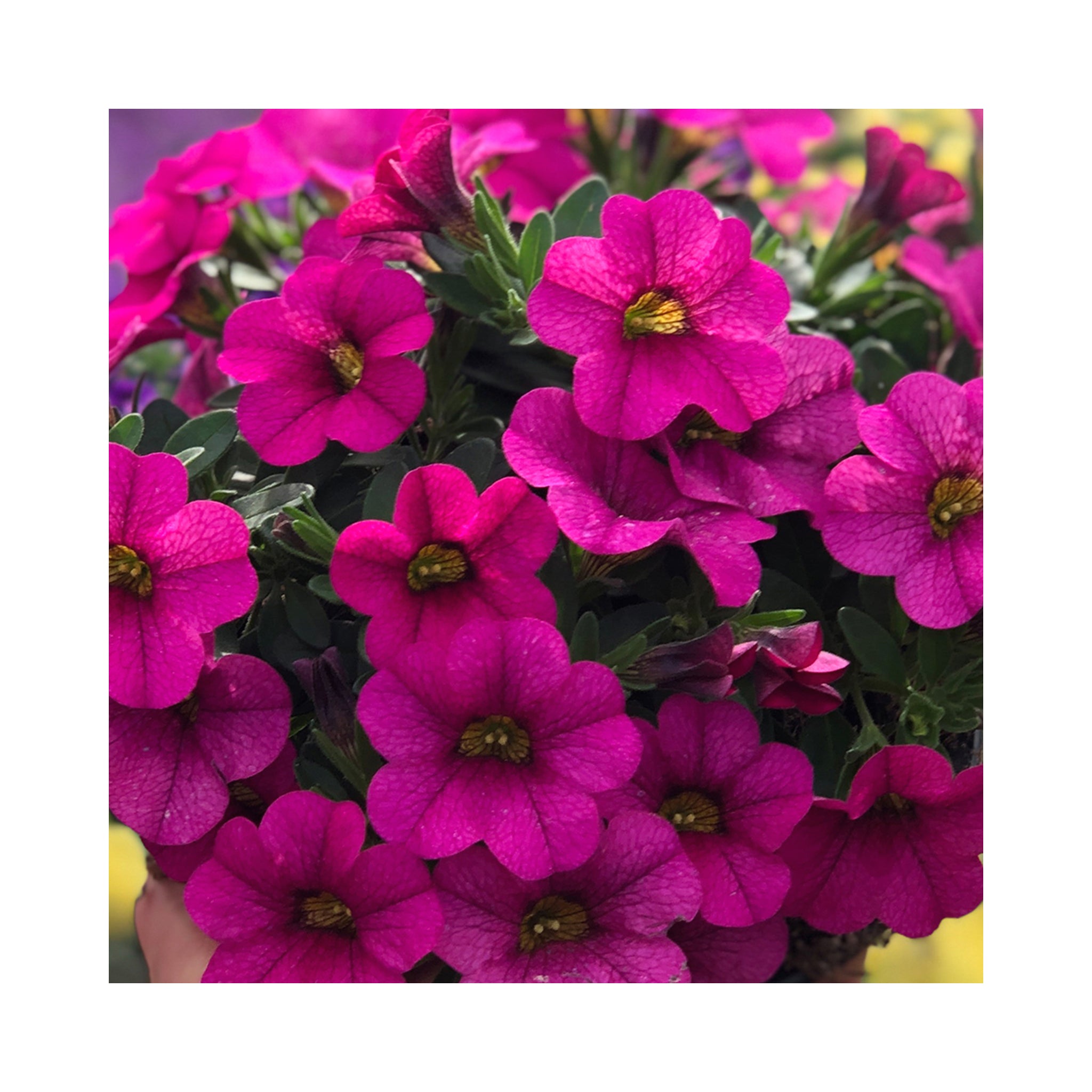 10 Mixed Calibrachoa  Starter Plants Summer Collection