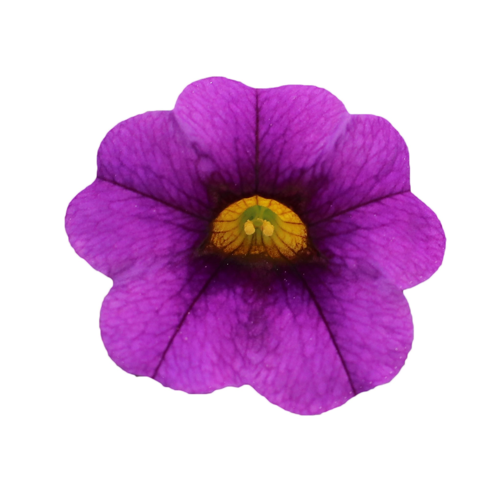 10 Mixed Calibrachoa  Starter Plants Summer Collection