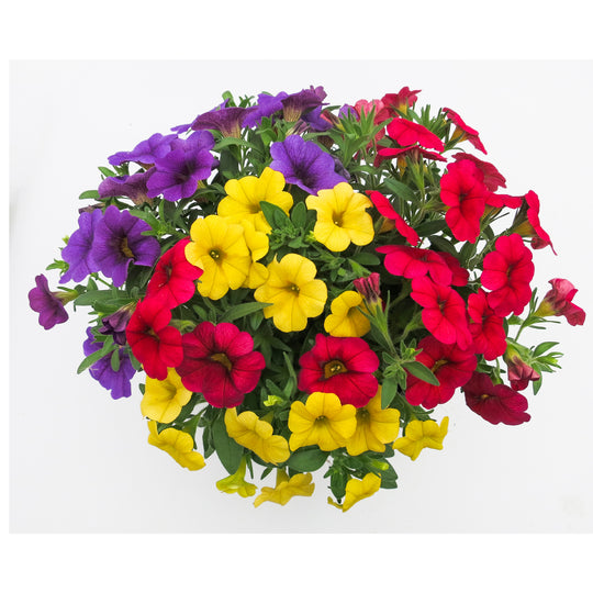 Calibrachoa Collection
