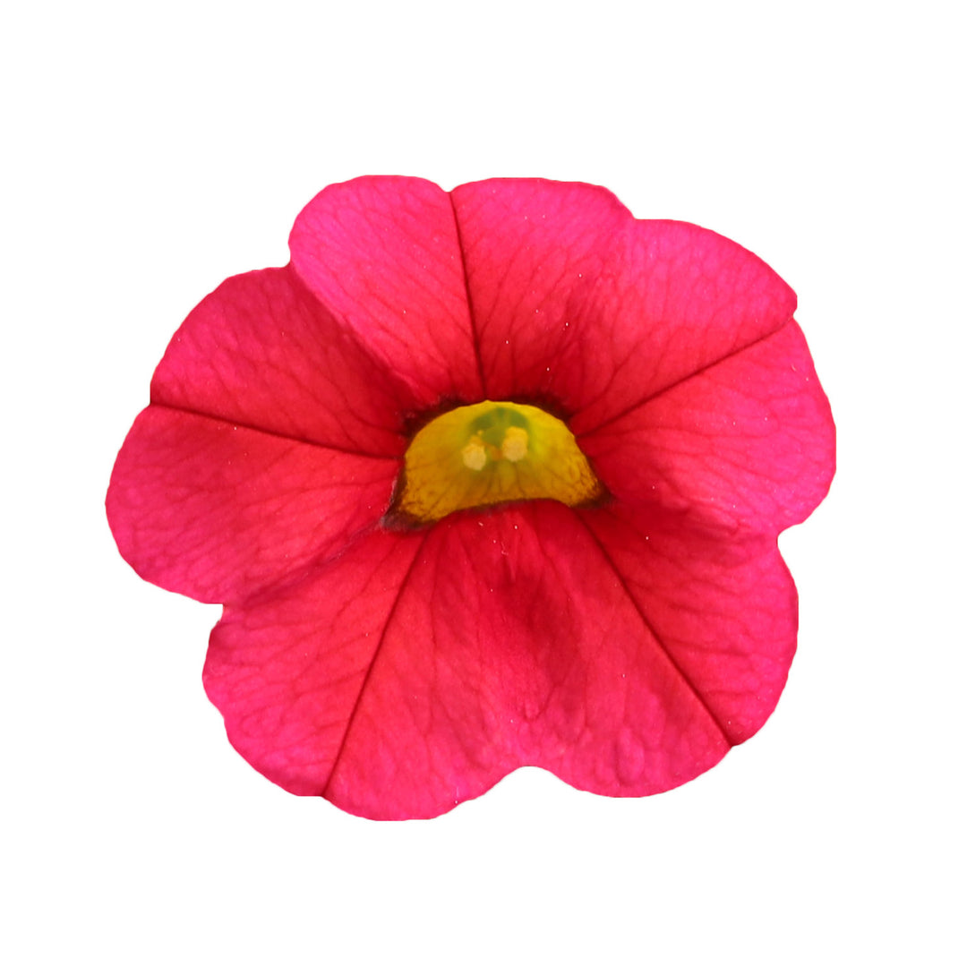 Calibrachoa Collection