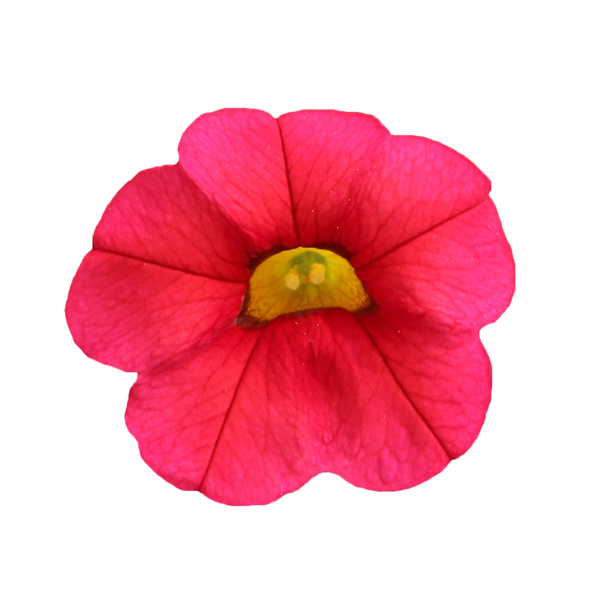 10 Mixed Calibrachoa  Starter Plants Summer Collection