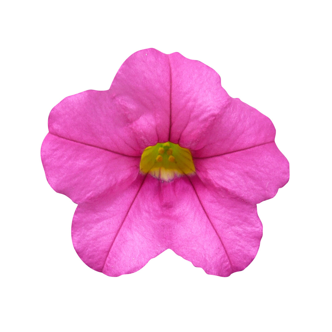 Calibrachoa Collection