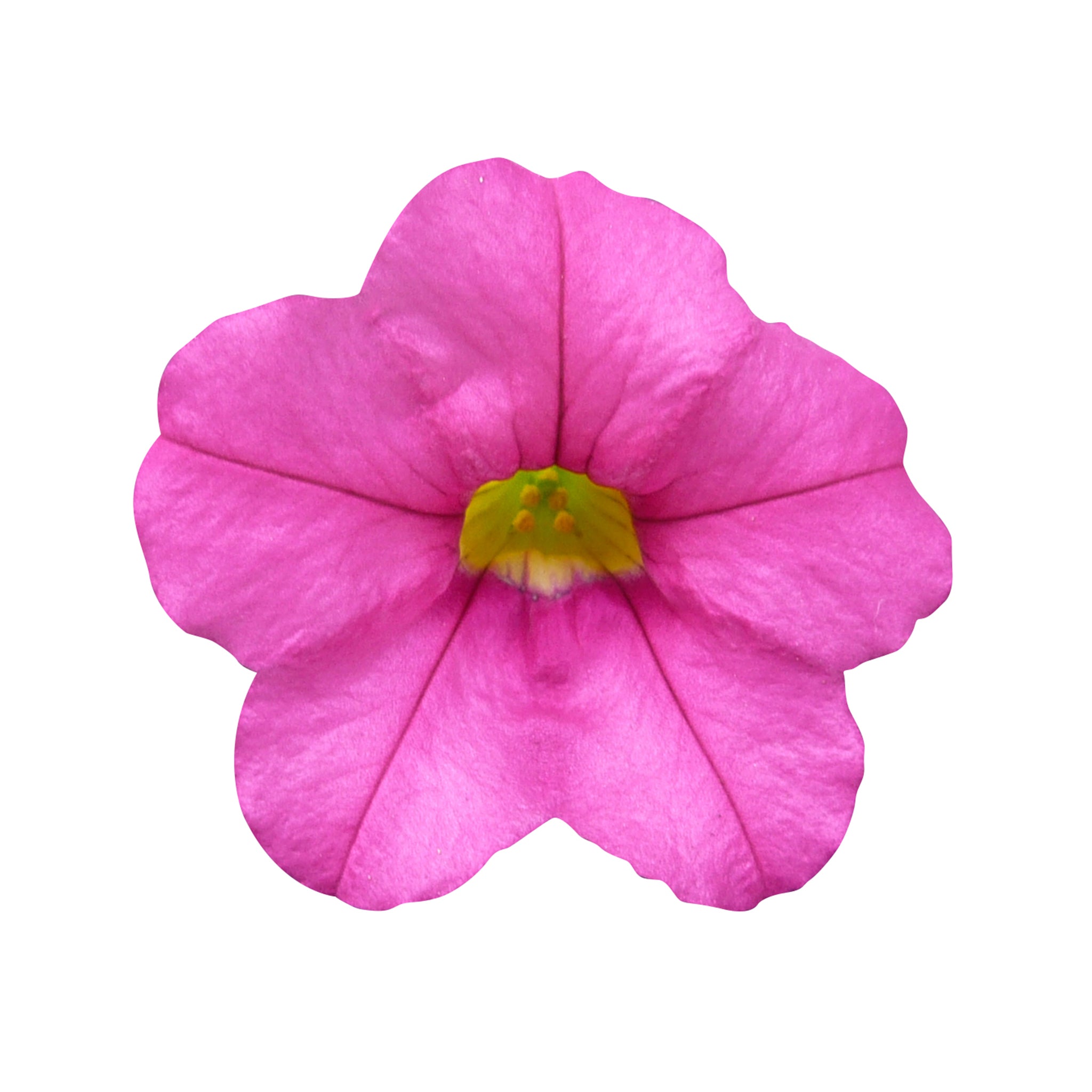 10 Mixed Calibrachoa  Starter Plants Summer Collection