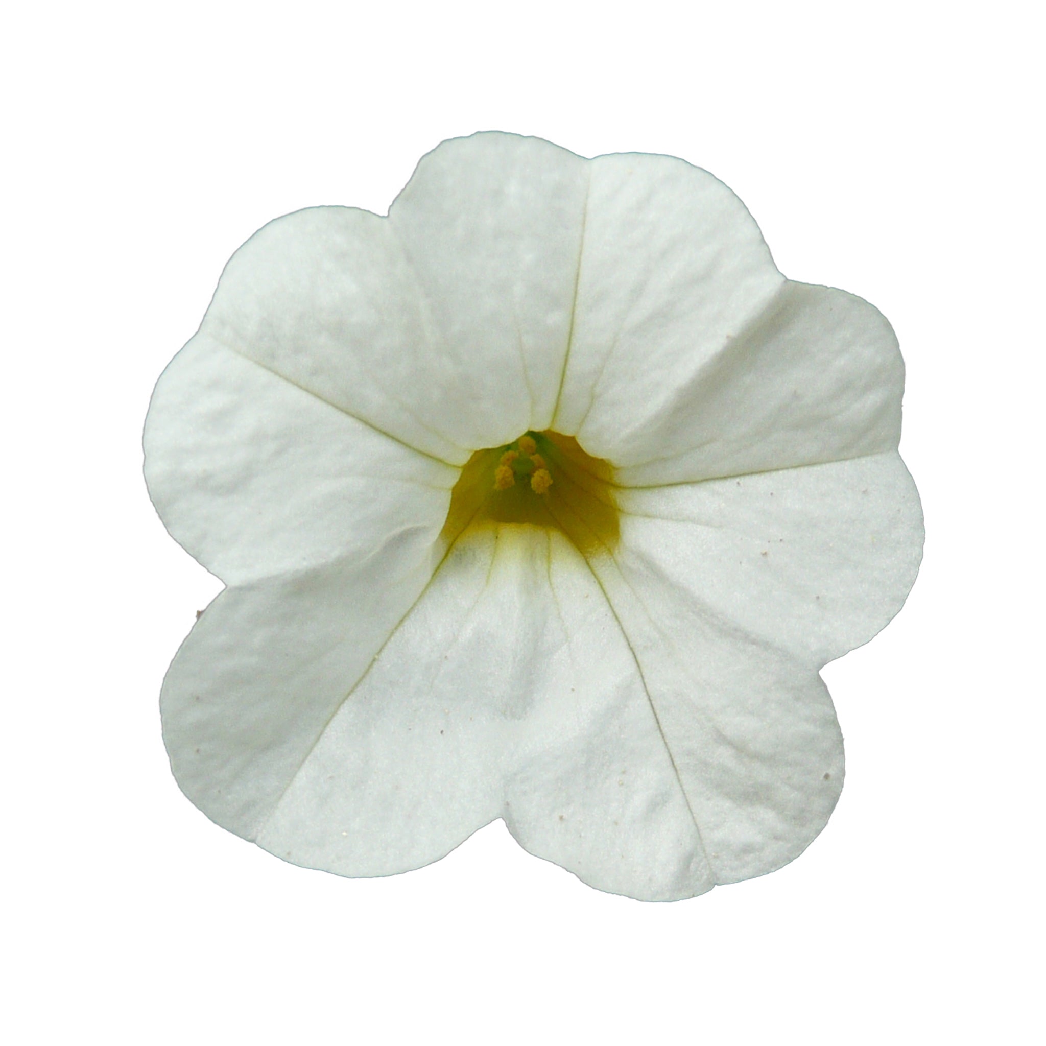 Calibrachoa Calipatite White