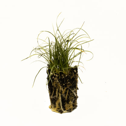 Carex frosted curls starter plant