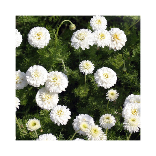 The Herbal Tea Collection of 6  Plants in 9cm pots