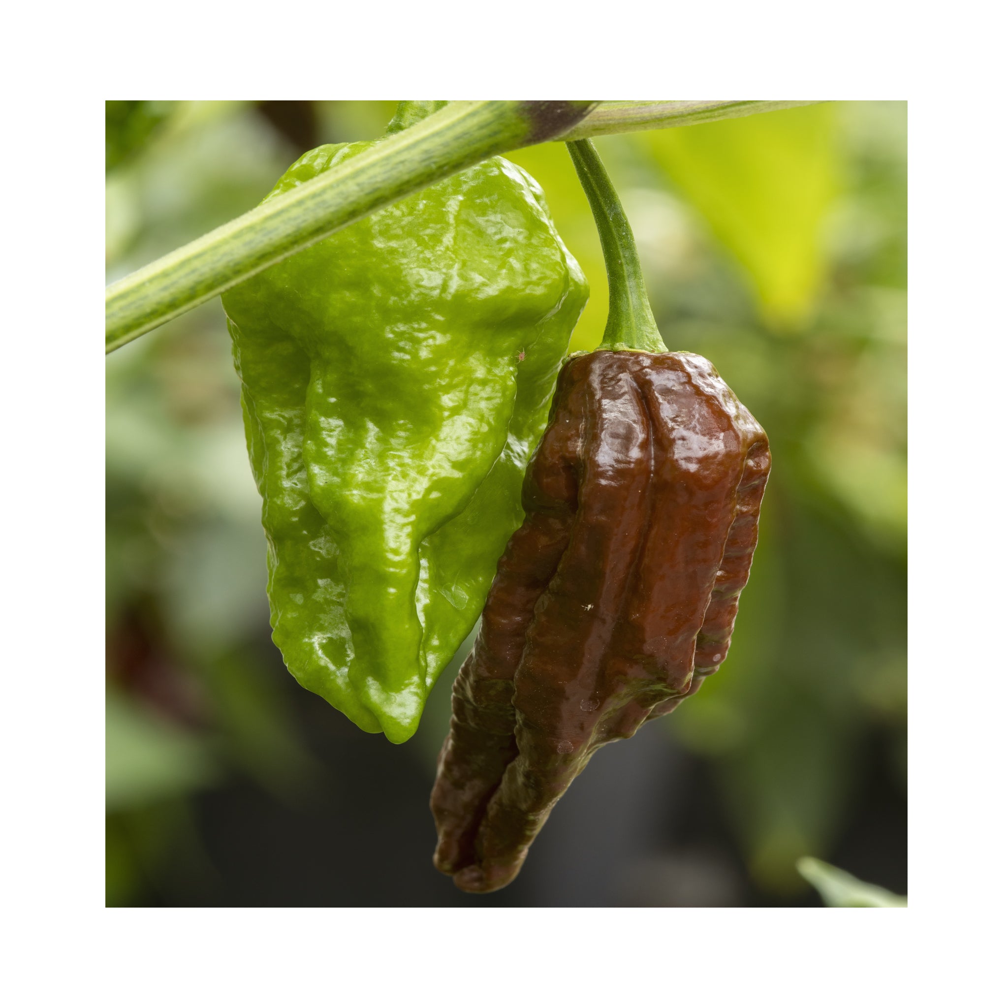 Chilli Bhut Jolkia Chocolate