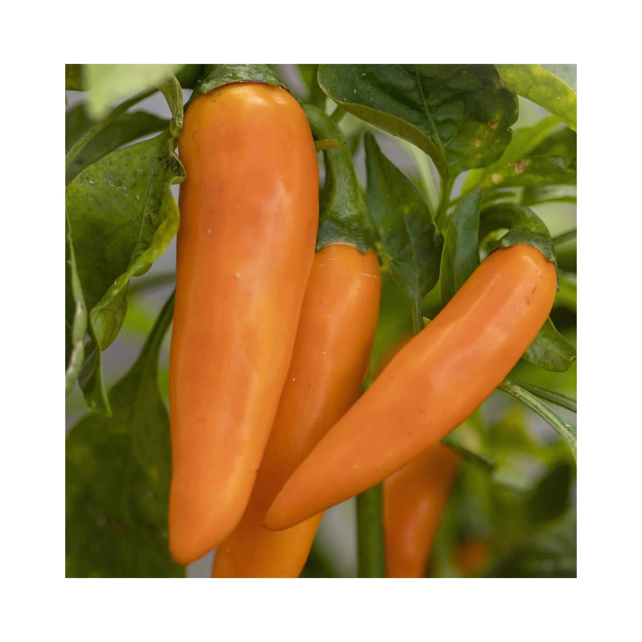 Chilli Bulgarian Carrot