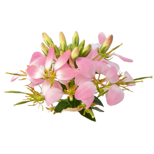 Cleome  Arana Rose