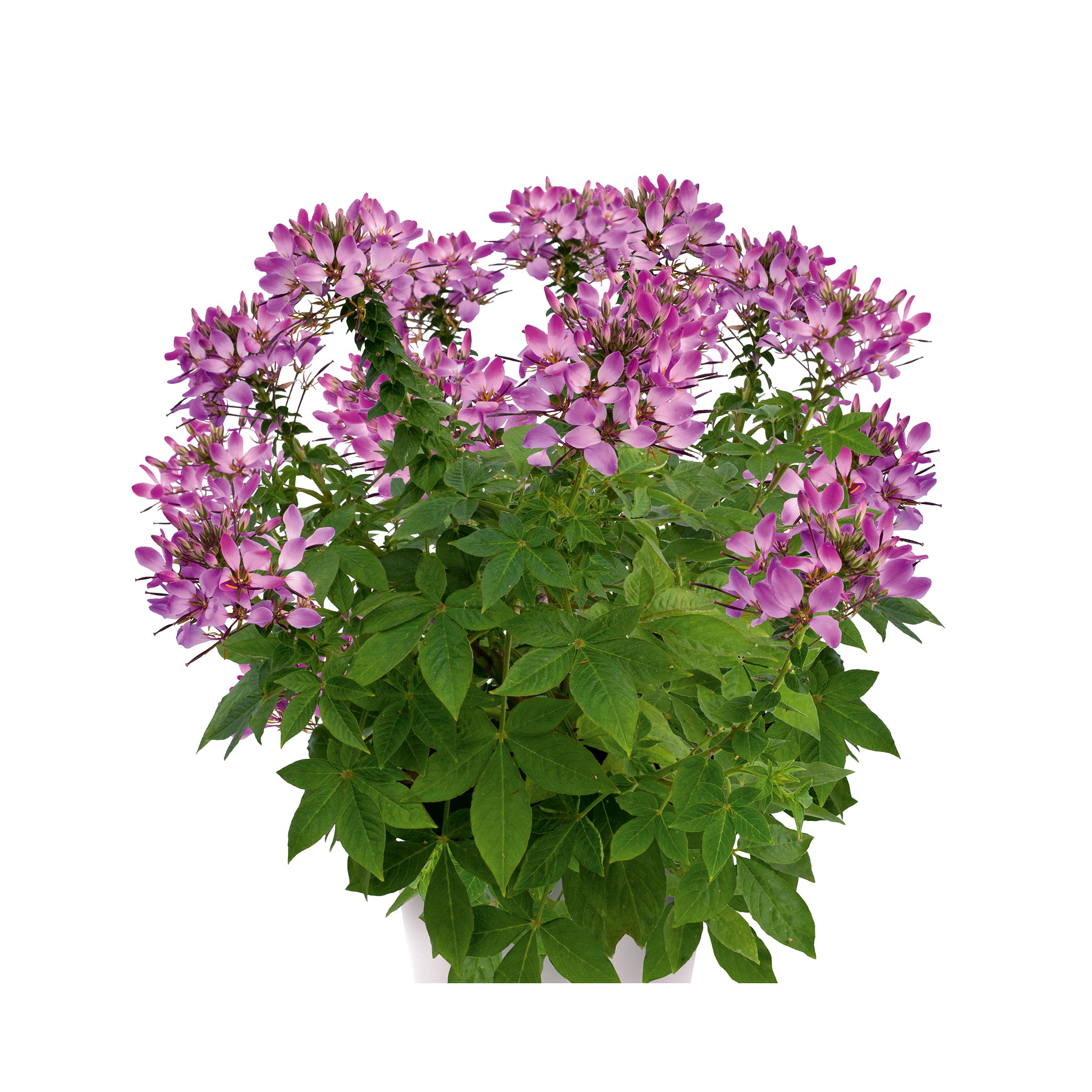 Cleome  Arana Violet