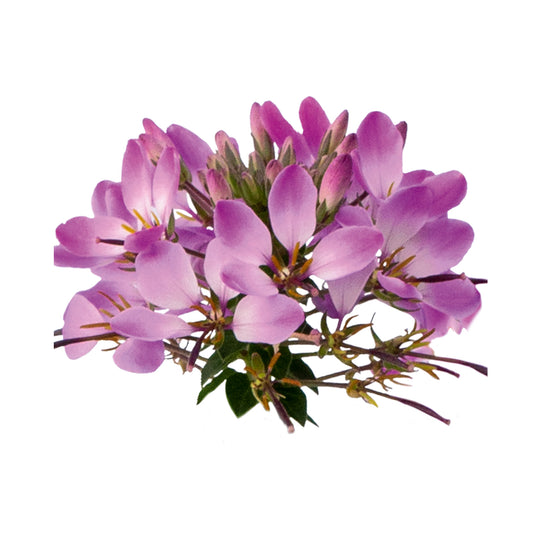 Cleome  Arana Violet